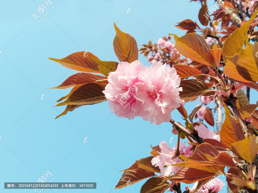 粉色樱花