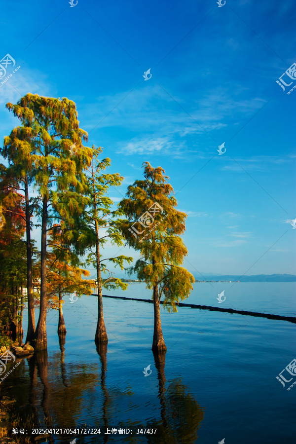 大理洱海水杉