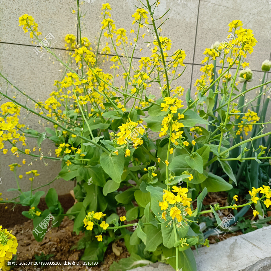 油菜花