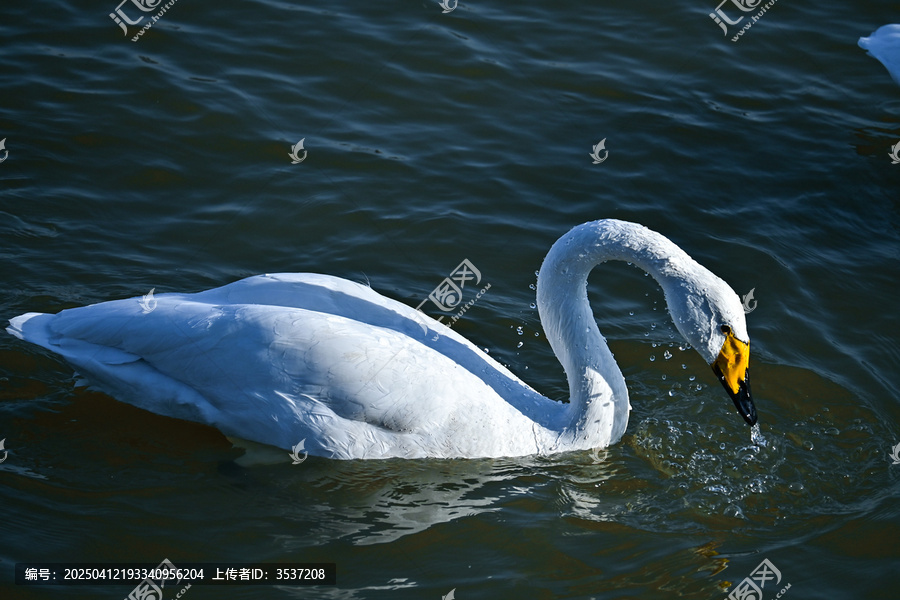 天鹅湖