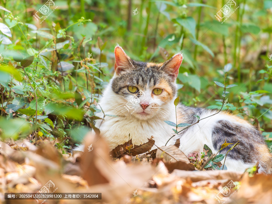草丛中的三花猫