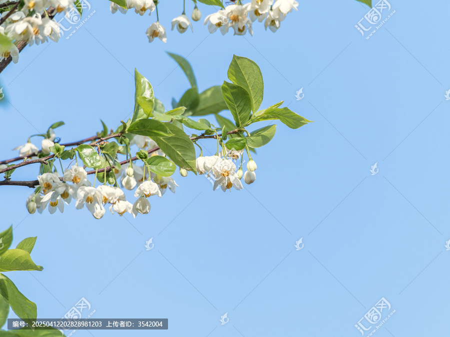 秤锤花