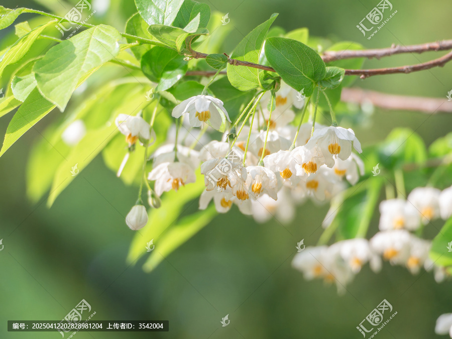 秤锤花