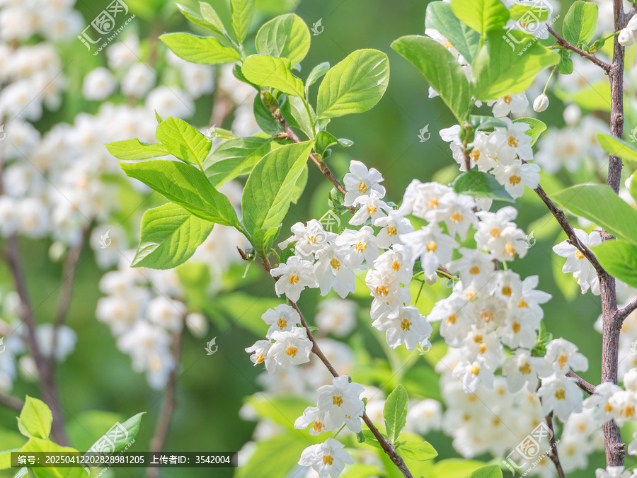 秤锤花