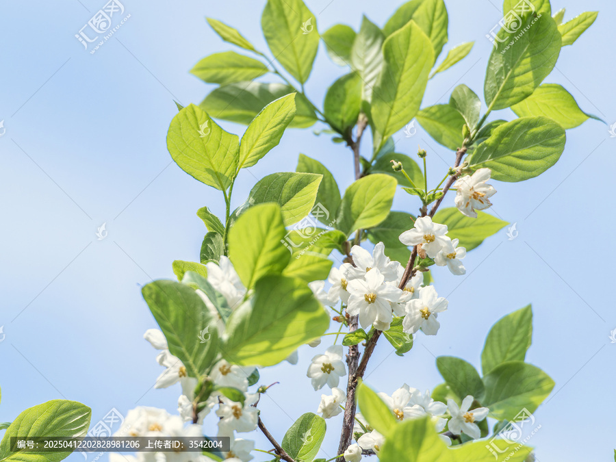 秤锤花