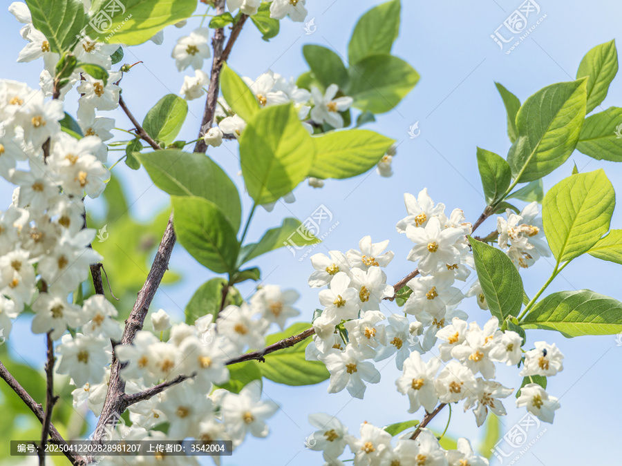 秤锤花