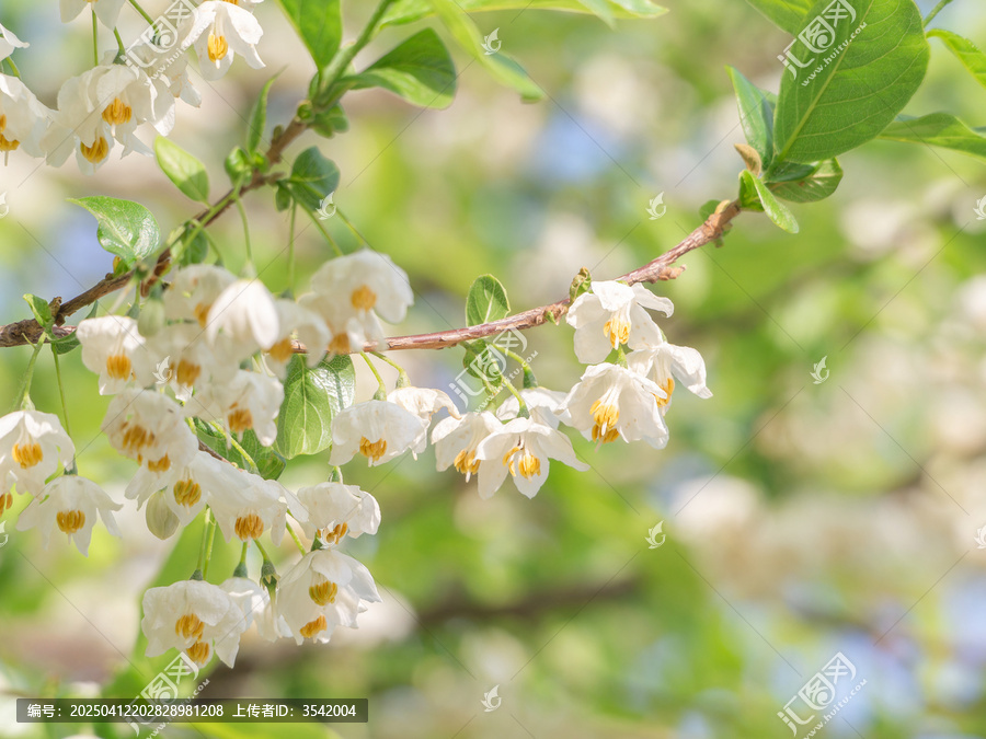 秤锤花