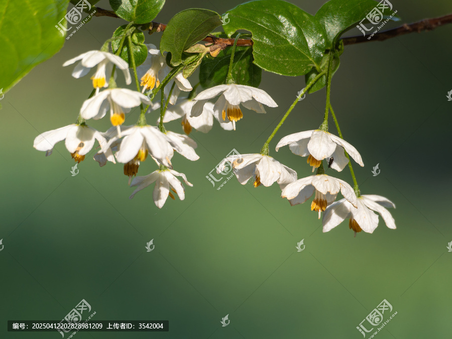 秤锤花
