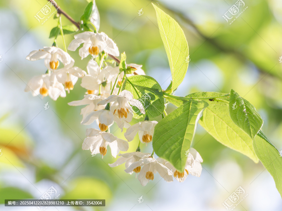秤锤花