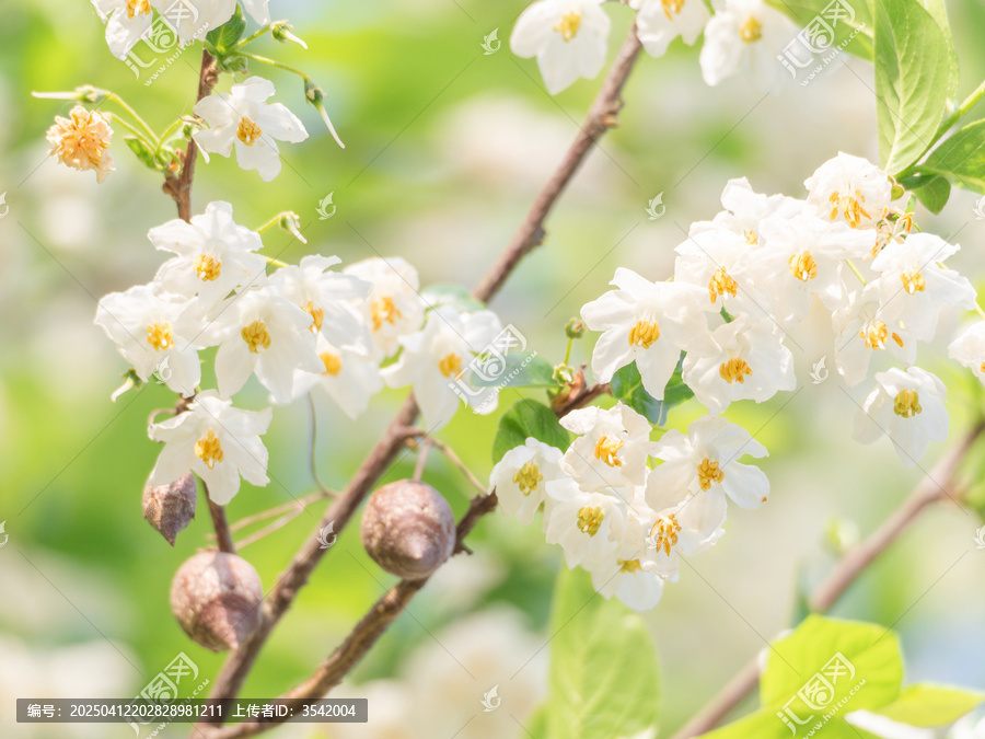 秤锤花