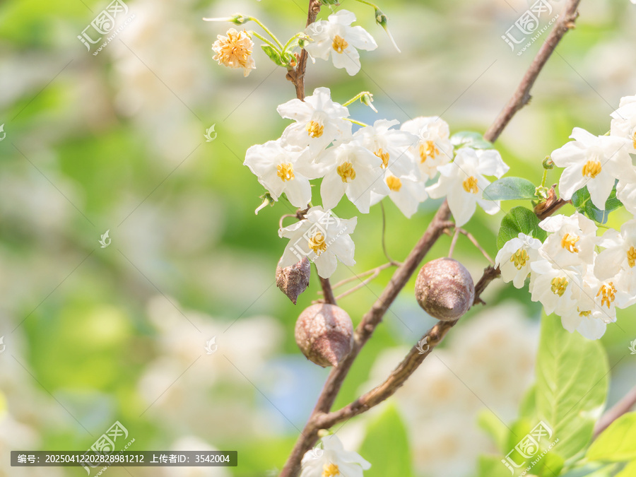 秤锤花