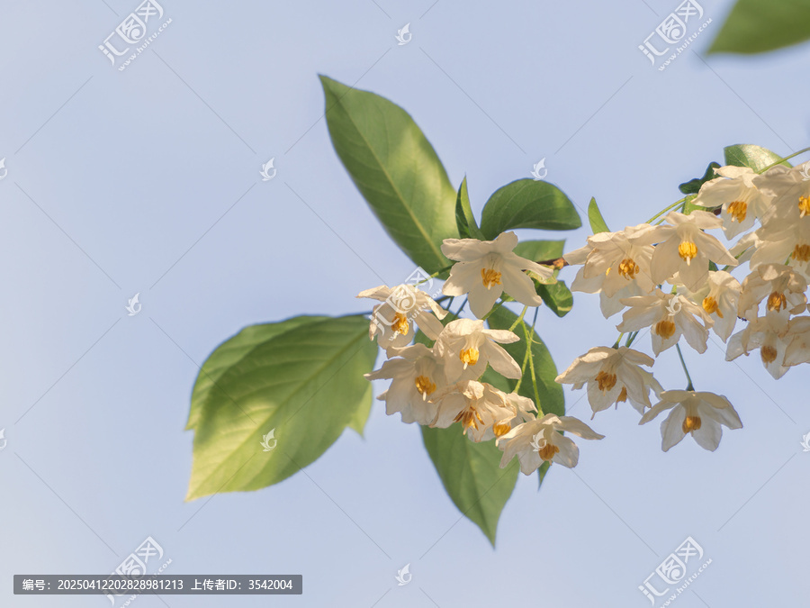 秤锤花