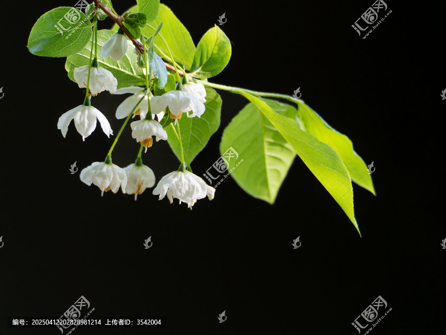 秤锤花