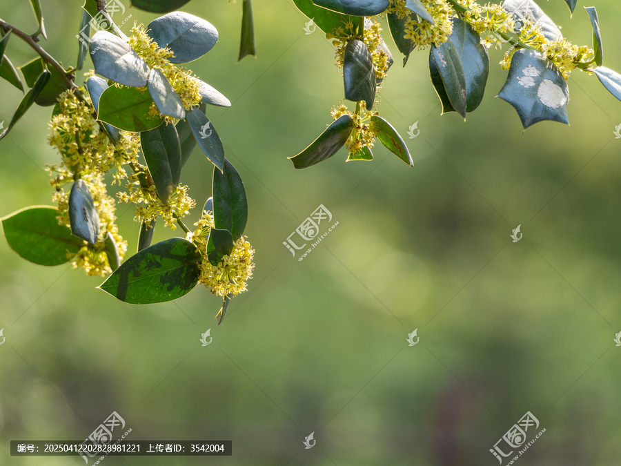 构骨开花