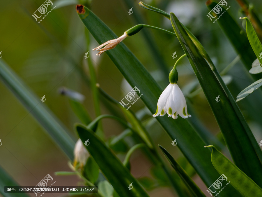铃兰花