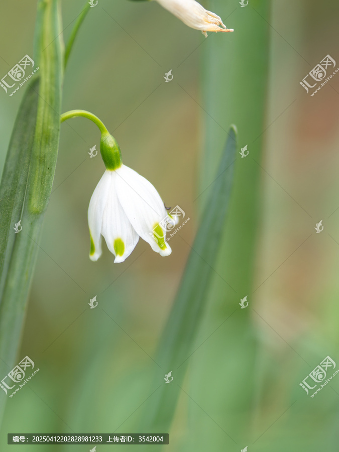 铃兰花