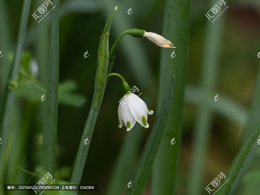铃兰花