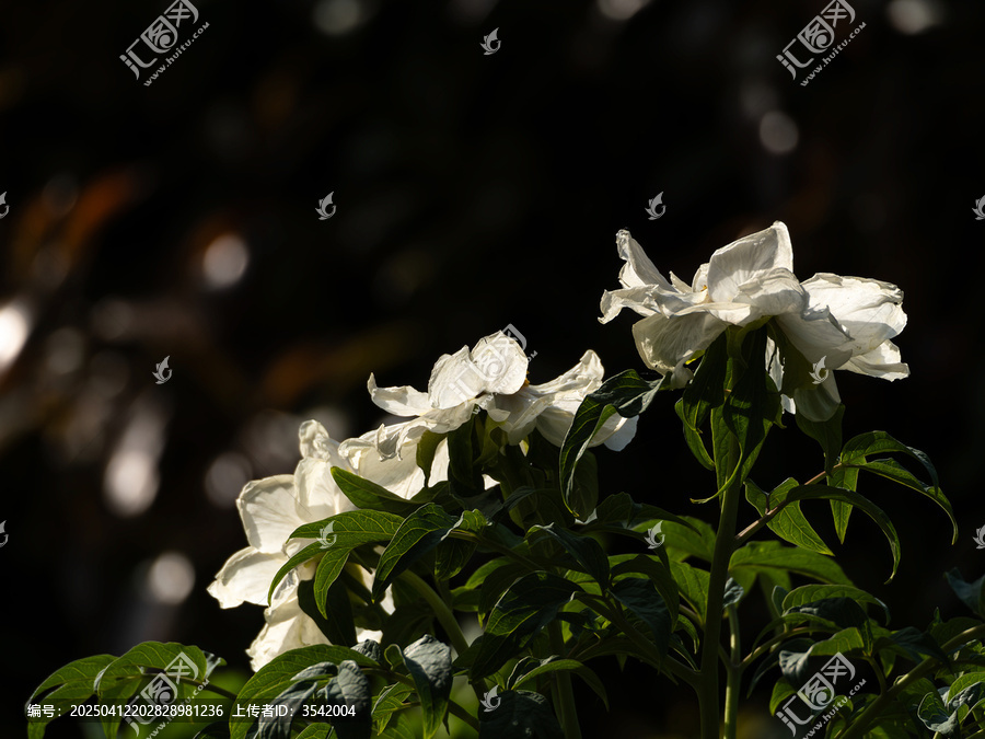 逆光油画牡丹