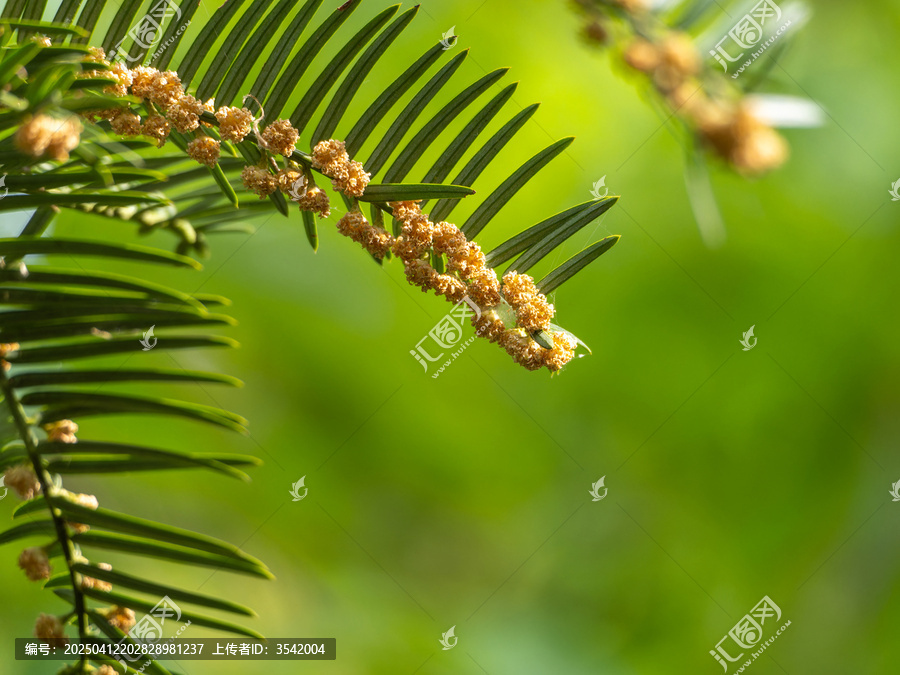 三尖杉开花
