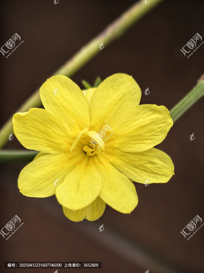 小黄花
