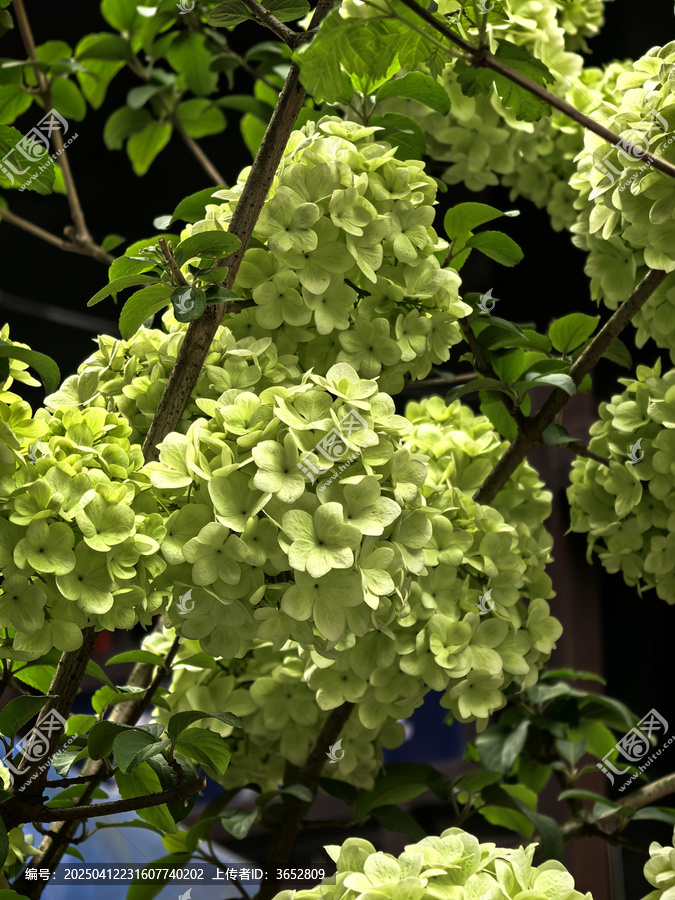 绣球花