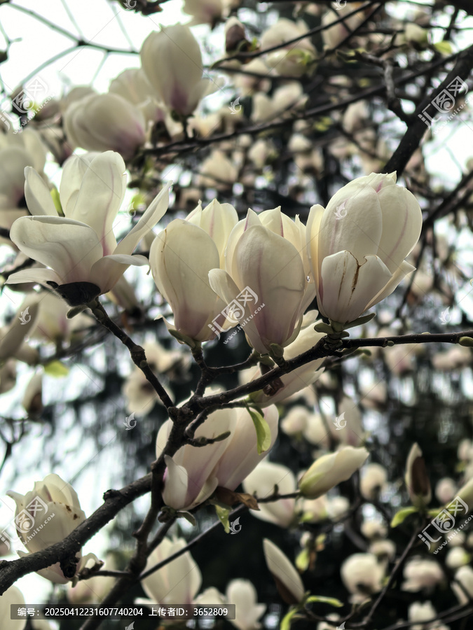 玉兰花