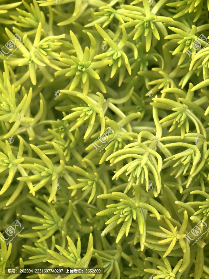植物
