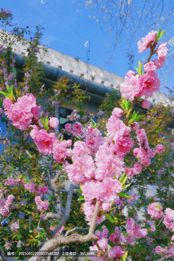 两枝桃花