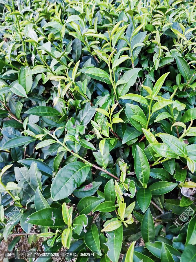 茶叶
