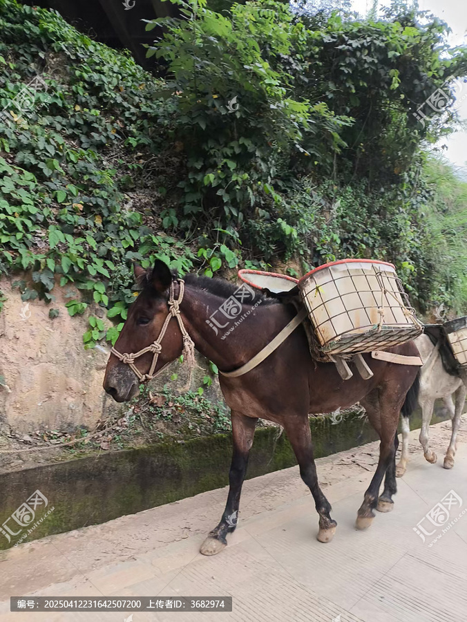 走路的马