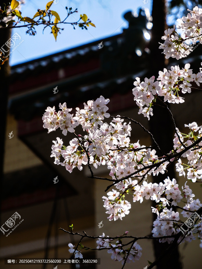 阳光下的樱花瓣