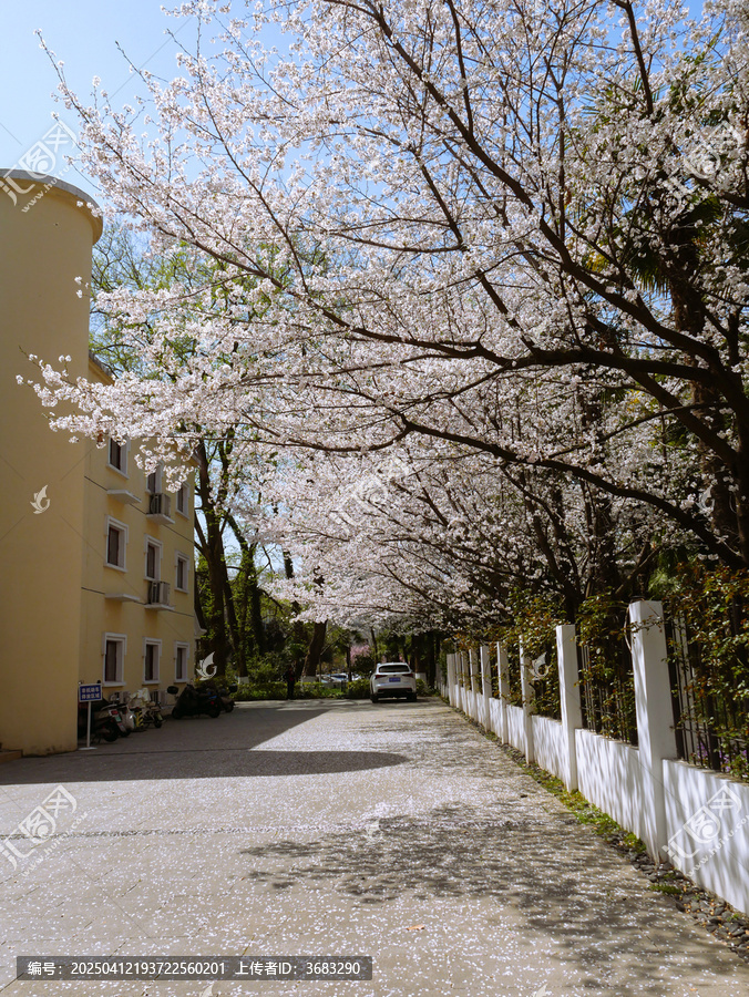 樱花落
