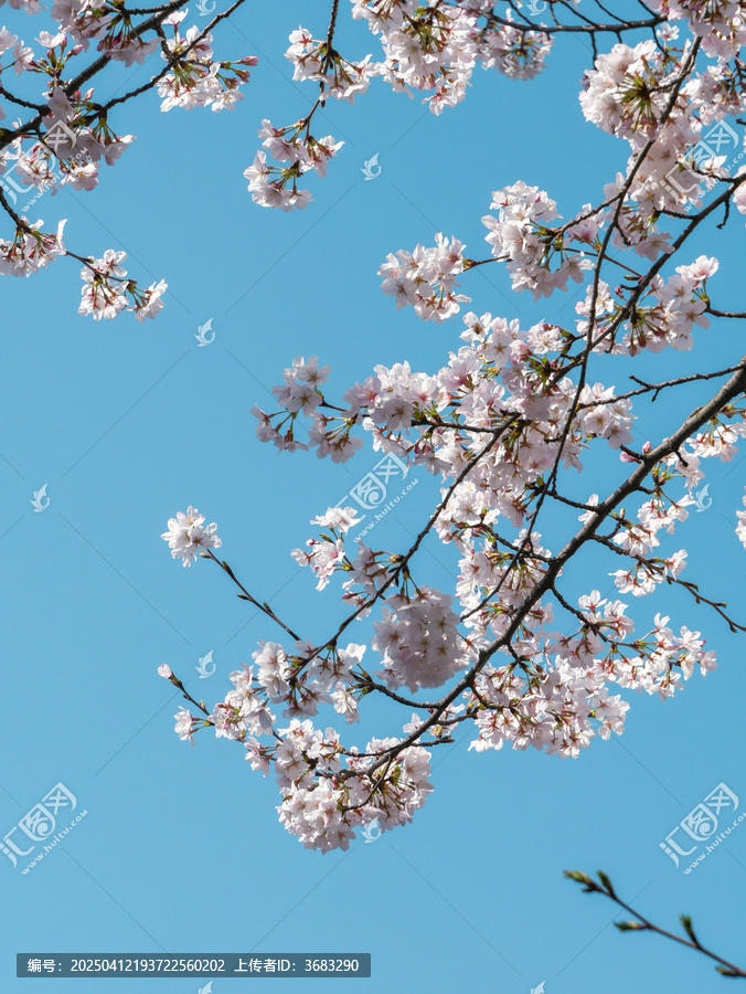樱花呀樱花