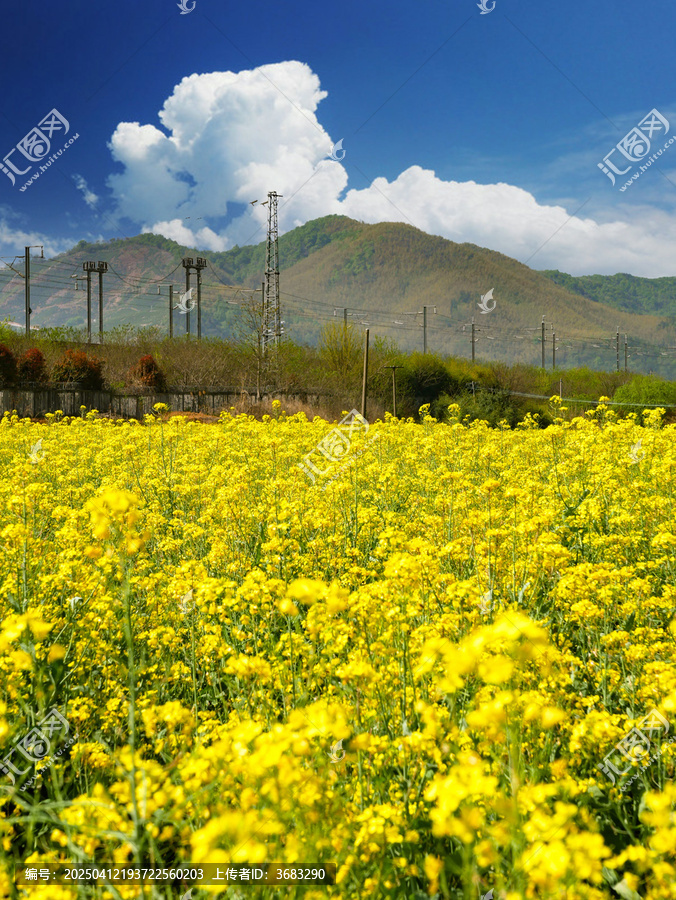 油菜花地