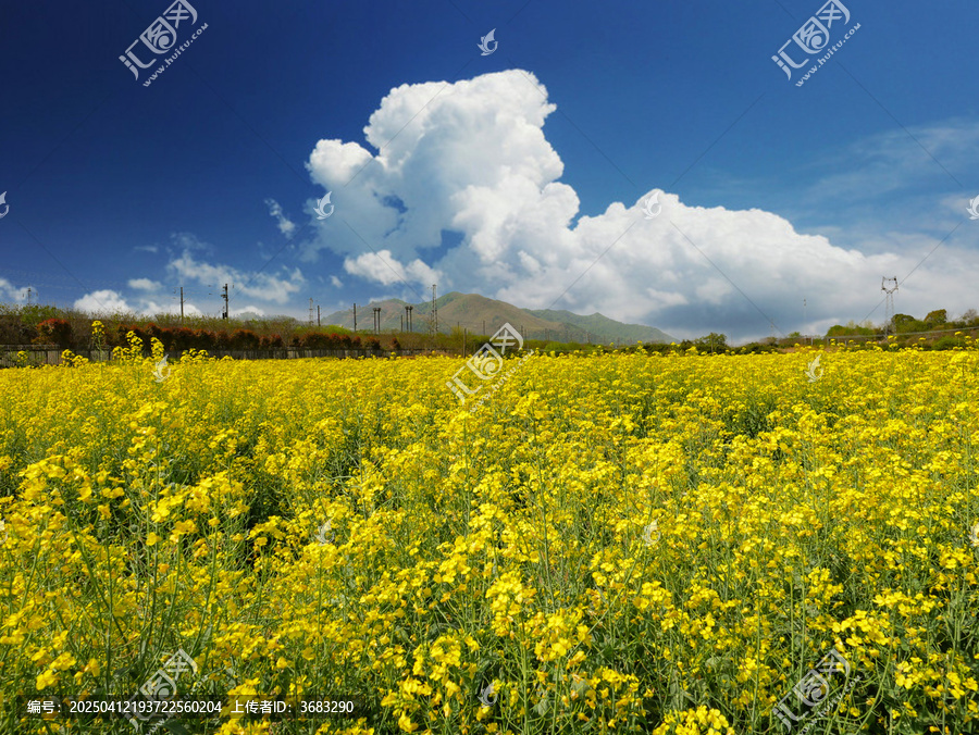油菜花海