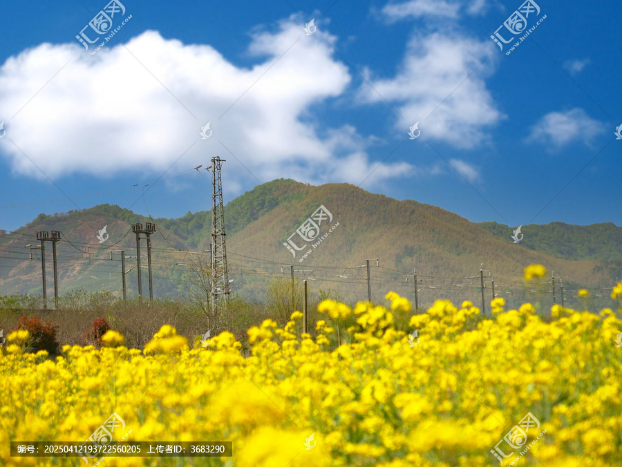 油菜花开