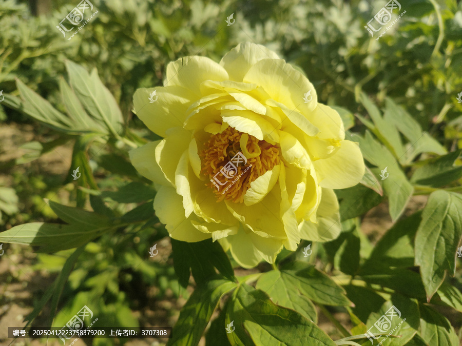 牡丹花