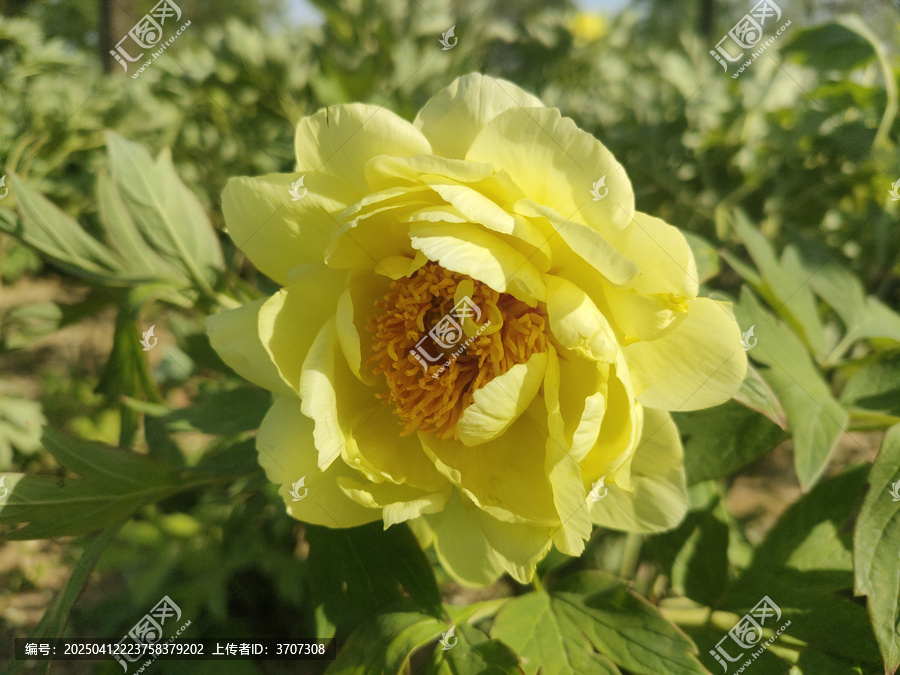 牡丹花