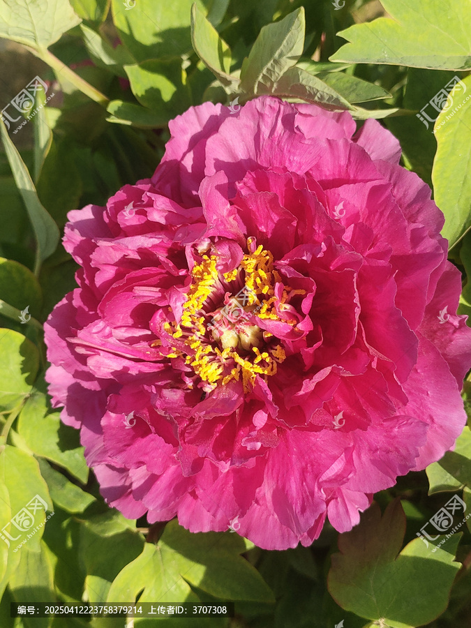牡丹花