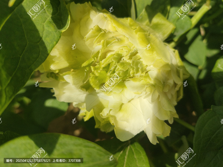 牡丹花