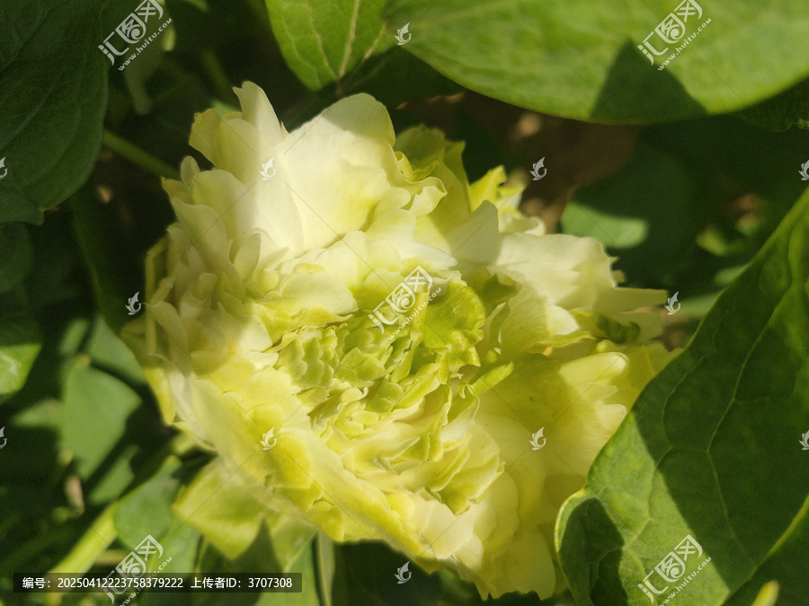 牡丹花