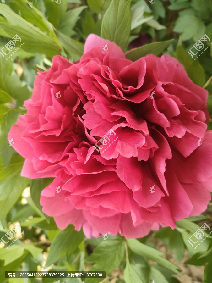 牡丹花