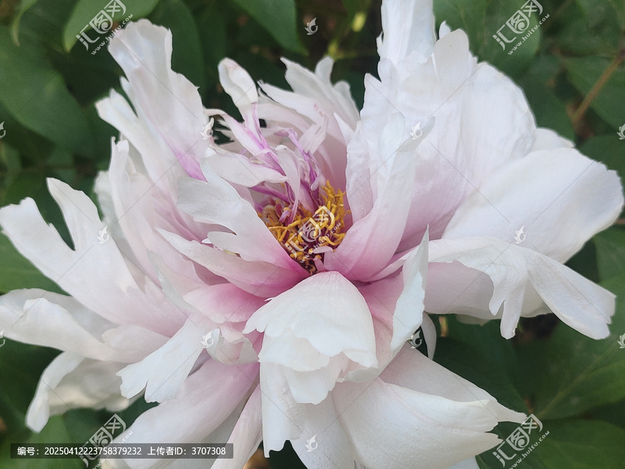 牡丹花