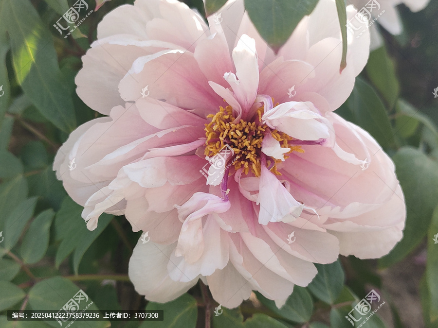 牡丹花