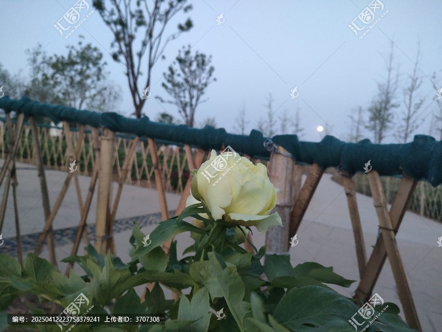 牡丹