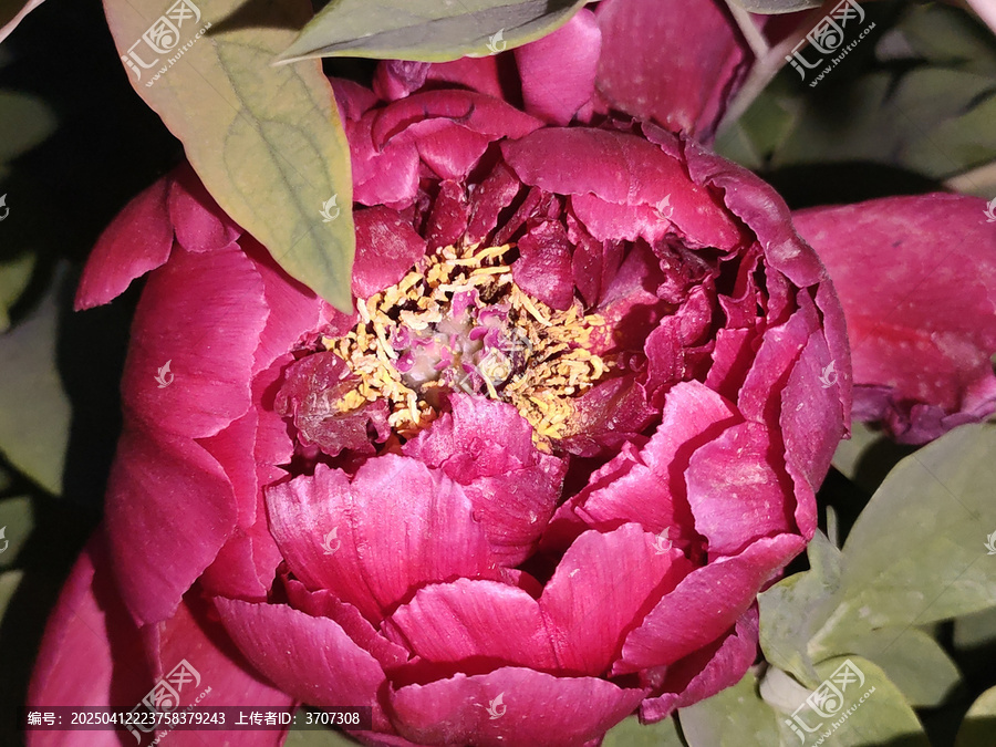 牡丹花