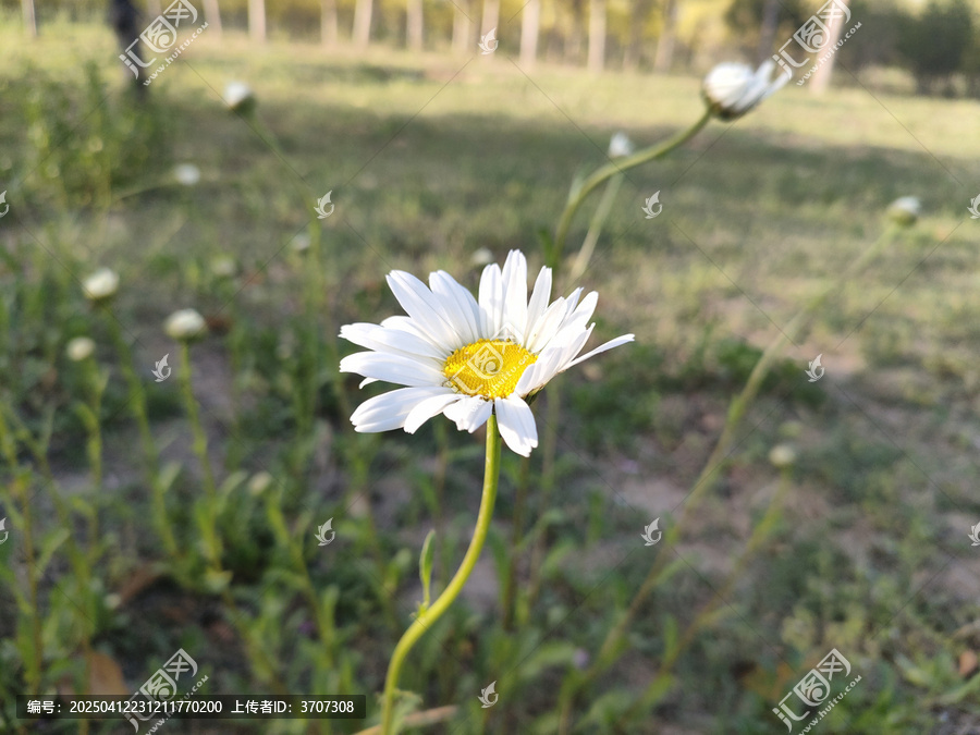 雏菊