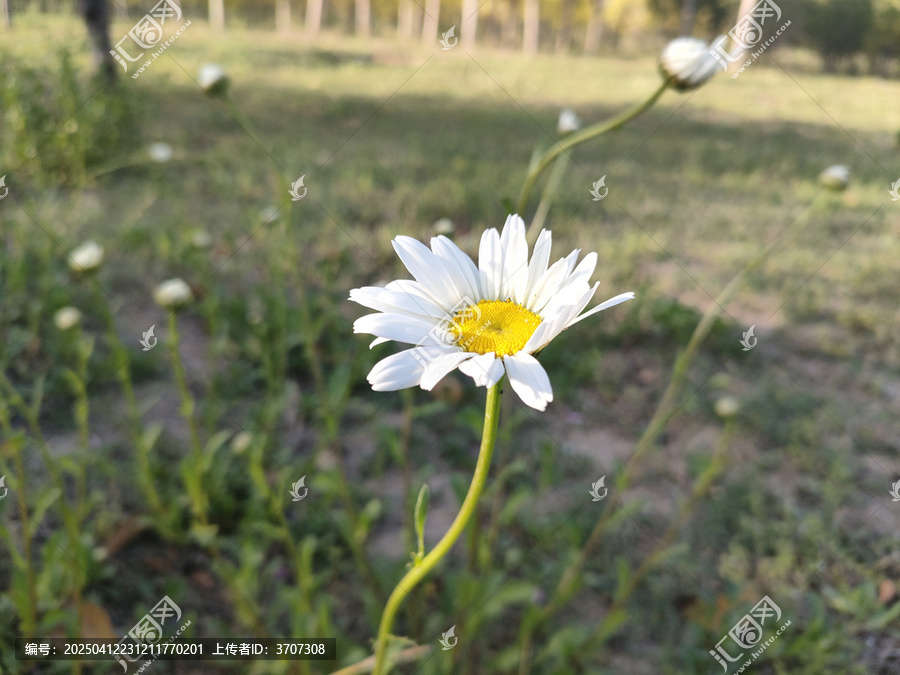 白晶菊