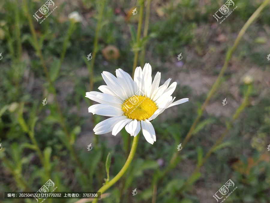 雏菊
