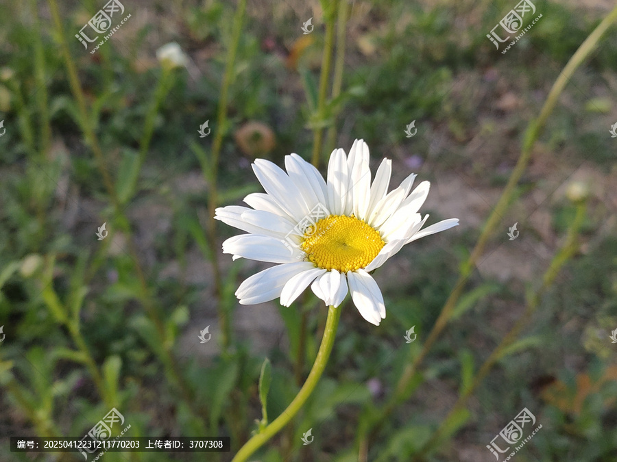 白晶菊